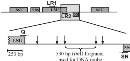 FIG. 1. HinfI restriction site map of IGS-1 for P. insidiosumlate 65). Vertical arrows indicate locations of HinfI restriction sites.Rectangles represent coding regions for the LSU, SSU (small subunit),5.8S, and 5S rRNA genes