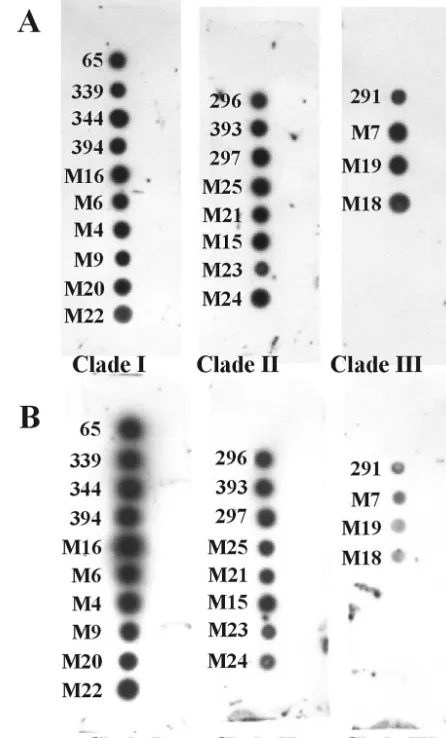 FIG. 3. Dot blot hybridizations of P. insidiosumfrom isolates representing the genetic clades (clades I, II, and III)discussed by Schurko et al