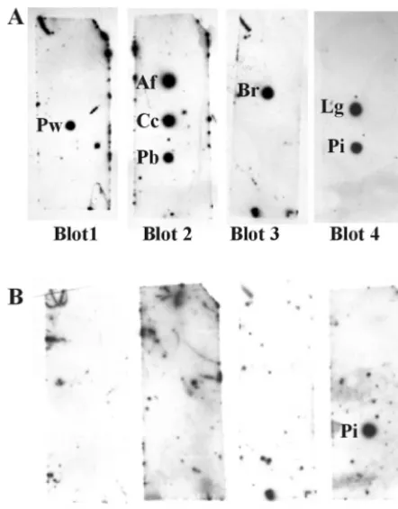 FIG. 4. Spot blot hybridizations of genomic DNA from organismsthat produce symptoms similar to pythiosis