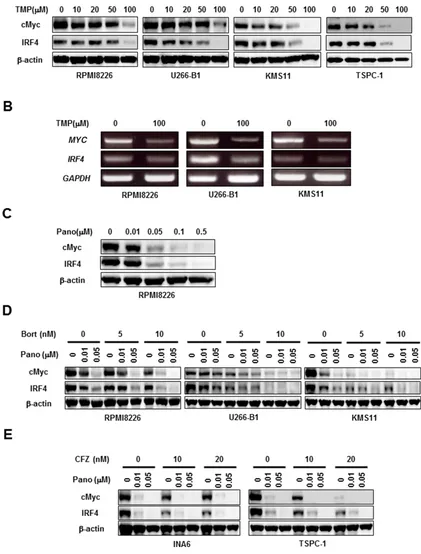 Figure 4: Panobinostat and proteasome inhibitors cooperatively reduce cMyc and IRF4. A, B