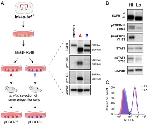 Figure 1: Generation of murine tumor cells with divergent EGFRvIII activity. pEGFRAnalysis of EGFRvIII surface levels on pEGFRA