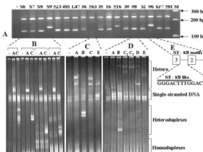 FIG. 3. Subtyping clinical samples with C-PCR, HMA, and se-quencing. (A) Illustration of typical gel proﬁles of subtype C sequences