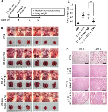 Figure 10: Inhibition of lung metastasis by the humanized anti-TM4SF5 monoclonal antibody