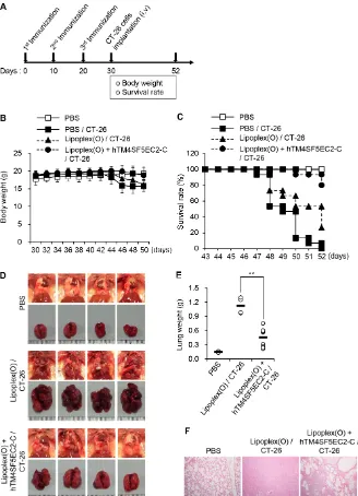 Figure 2: Inhibition of lung metastasis by immunization with TM4SF5 cyclic peptide vaccine in a mouse model of colon cancer