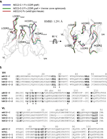Figure 5: Sequence and structural analysis for humanization of mEC2-C monoclonal antibody