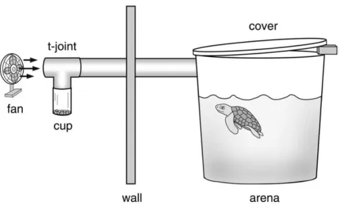 Figure 2.1: Diagram of the experimental set-up (not to scale).  The fan gently moved air  through the PVC pipe, across the t-joint and opening of the cup, and into the arena  where the turtle was tested