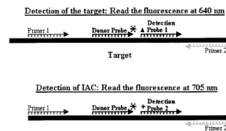 FIG. 3. Hybridization probes, such as FRET, labeled by ﬂuorescentdyes can be used to design real-time PCR detection