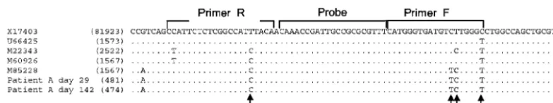 FIG. 3. Sequences of gB region from two samples from a CMV-infected patient compared to sequences in GenBank