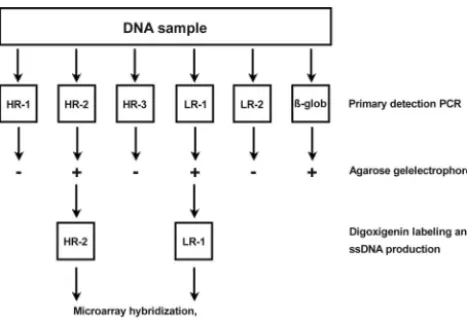 FIG. 1. Experimental ﬂow chart showing the primary ampliﬁcationand labeling procedure