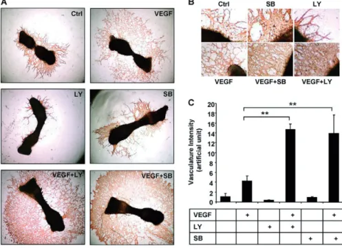Fig. 2. Effects of VEGF and SB-431542 on endothelial network formation in mouse metatarsal assays