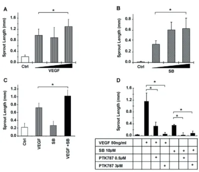Fig. 3. Synergistic effect of SB-421542 or TGF-β neutralizing antibody with VEGF on EC sprouting