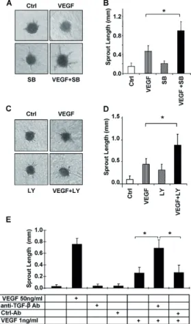Fig. 4. Synergistic effect of SB-421542 or TGF-β neutralizing antibody with VEGF on EC sprouting