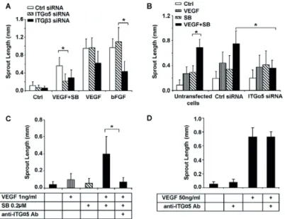Fig. 6. Integrin α5 and β3 mediate the synergistic effects of SB and VEGF induced angiogenesis