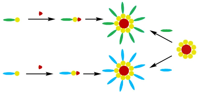Figure 9: Two approaches to a CLAP molecule. On the left is a convergent approach, where  each Acceptor arm builds the Core