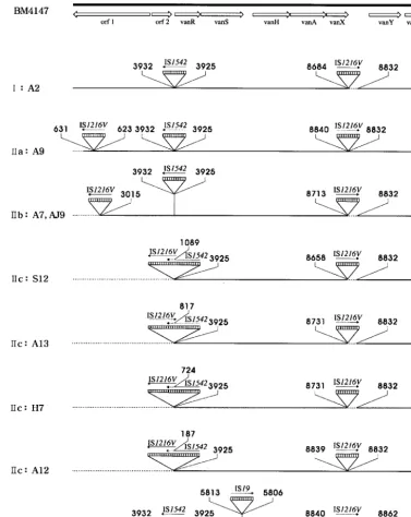 FIG. 2. Genetic maps of Tn1546orf2ﬁrst nucleotide upstream and the ﬁrst nucleotide downstream from the IS insertion sites are depicted