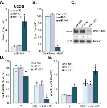 Figure 3: miR-101 downregulates DNA-PKcs and augments salinomycin’s cytotoxicity in OS cells