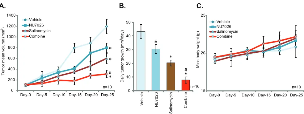 Figure 5: NU7026 sensitizes salinomycin-induced anti-tumor activity in vivo. U2OS-bearing SCID mice were administrated with saline (“Vehicle”), salinomycin (5 mg/kg, daily, gavage) and/or NU7026 (50 mg/kg, daily, IP), tumor volumes A