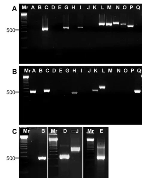 FIG. 2. PCR ampliﬁcation of staphylococcal entspeciﬁc primers. Total DNA from reference strains N315, MW2,ATCC 14458, NTCC10656, and ATCC 27664 was ampliﬁed with gene-speciﬁc primers, and the resulting products were separated by electro-phoresis on a 2% ag