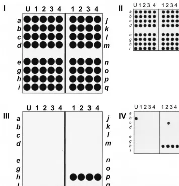 FIG. 3. Layout of staphylococcal genes on the microarray. Each microarray is composed of four sections, and each section contains fourThe ﬁrst columns of each array are printed with spotting solution (U) to assist with array orientation