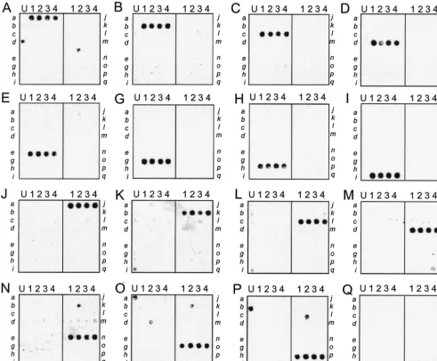 FIG. 4. Microarray-based detection of 16 staphylococcal entE and G to Q corresponding to the lanes described in the legend to Fig