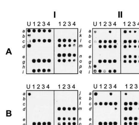 FIG. 5. One-tube microarray-based detection of 16 staphylococcal entreference strains (strains N315, MW2 ATCC 14458, NTCC10656, and ATCC 27664) were ampliﬁed with a mixture ofprimers supplemented with the primers speciﬁc forgene-speciﬁc universal primers s
