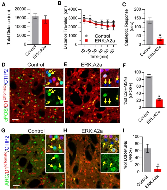 Fig. 7D). This result demonstrates that the A2a-Cre mouse line is delayed in inducing genetic recombination in D2R-MSNs during striatal development.