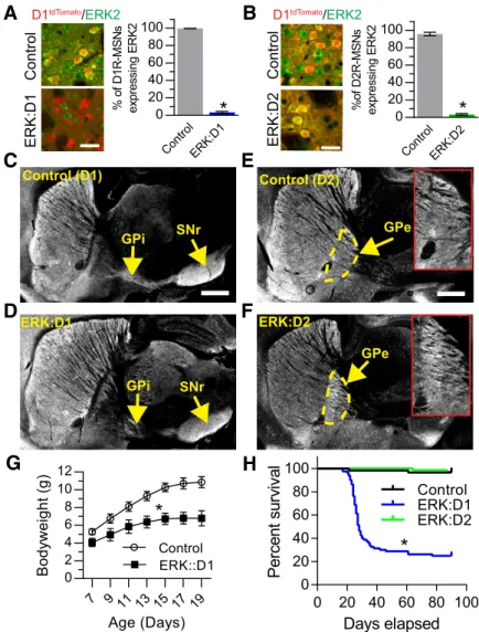 Figure 1. ERK-deficient MSNs show proper targeting of axonal projections. A, Quantification of the relative percentage of ERK2-positive D1R-MSNs in control and ERK:D1 mutant mice at P21