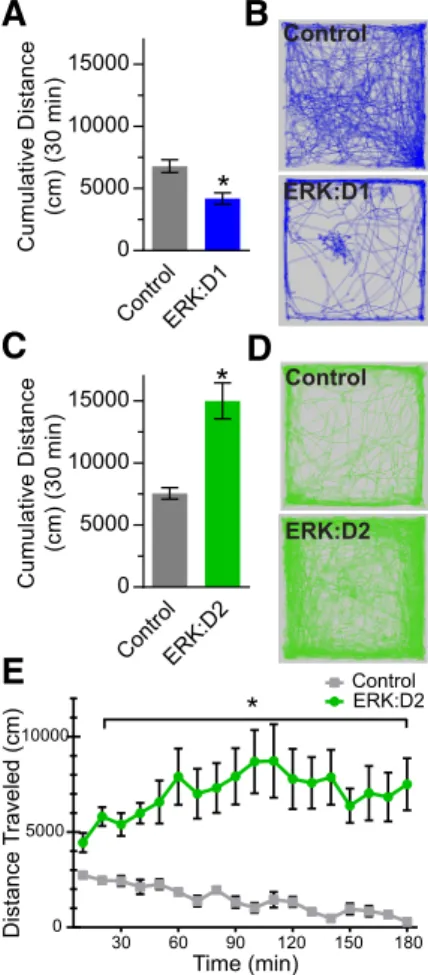 Fig. 2E). These results demonstrate that ERK activity is required for the proper function of D2R-MSNs in suppressing locomotor behavior.