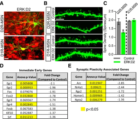 Figure 3. ERK signaling is required for proper spinogenesis and expression of synaptic plasticity genes