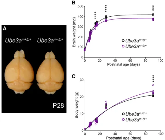 Figure 1. Ube3a m ⫺/p⫹ mice exhibit microcephaly with postnatal onset. A, Representative image of P28 Ube3a m ⫹/p⫹ and Ube3a m ⫺/p⫹ littermate brains after transcardial fixation and gross dissection