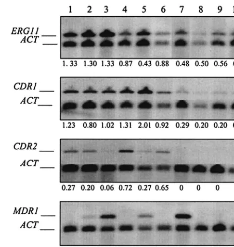 FIG. 4. Quantiﬁcation of C. albicans CDR1MDR1gene expression was accomplished using densitometry of chemilumi-nescent signals