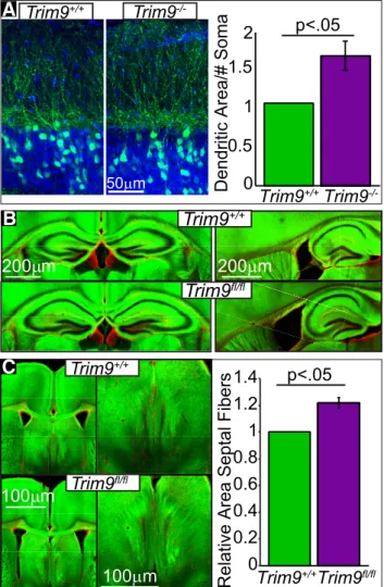 Figure 5. Deletion of Trim9 in vivo increases dendritic arborization and increases axonal material in the septal nuclei