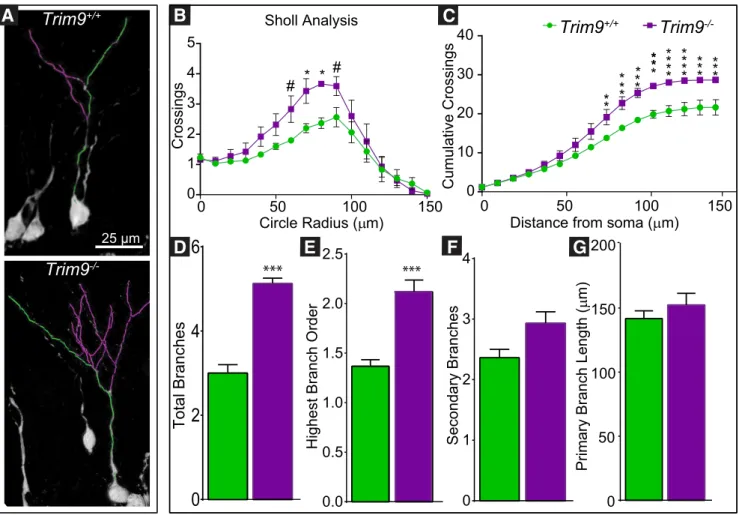 Figure 7. Deletion of Trim9 increases dendritic arborization of adult-born hippocampal neurons from the DG in vivo