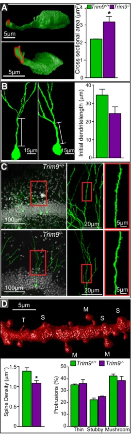 Figure 8. Deletion of Trim9 increases the cross-sectional area of the initial dendrite segment and reduces dendritic spine density in vivo
