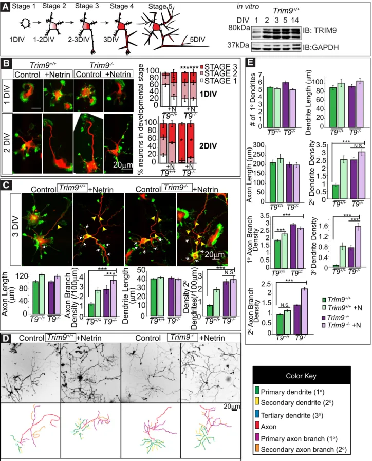 Figure 3. Deletion of Trim9 results in increased dendritic arborization and axon branching in vitro