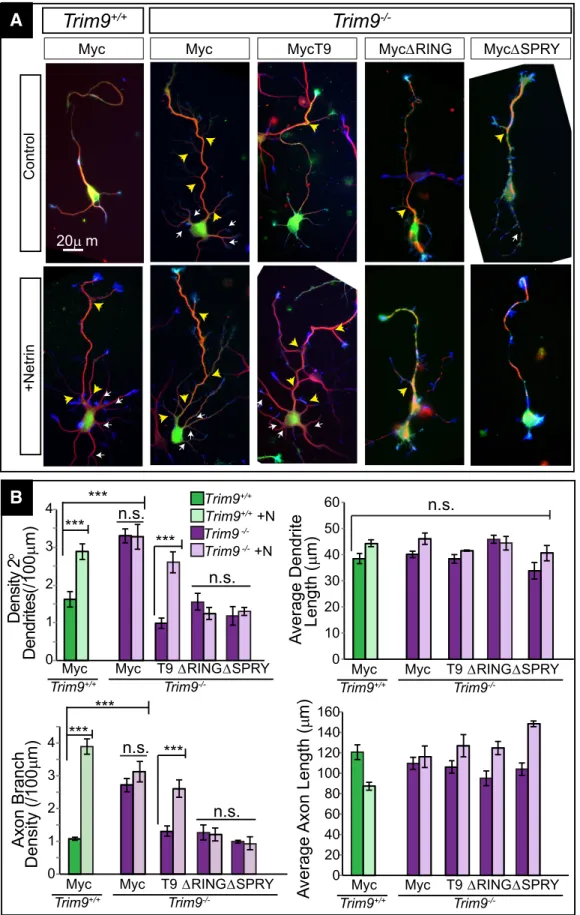 Figure 4. Expression of full-length TRIM9 rescues aberrant arborization in Trim9 ⫺/⫺ hippocampal neurons