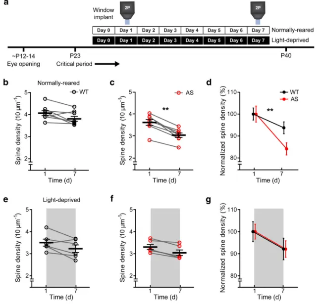Figure 2. Light deprivation abrogates genotypic differences in dendritic spine density