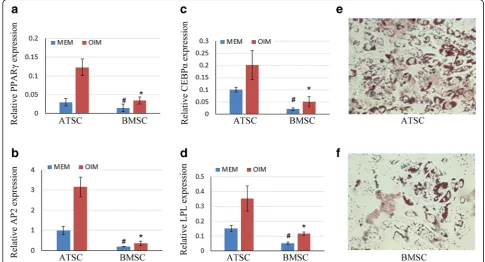 Fig. 3 Difference of adipogenesis between ATSCs and BMSCs in vitro.SD (cells fixed and stained with Oil Red O