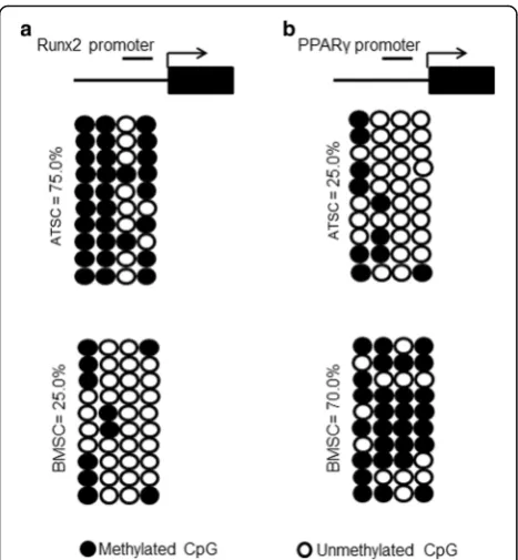 Fig. 4 DNA methylation status of Runx2 and PPARin ATSCs and BMSCs were examed using sodium bisulfite sequencing.Top panel indicates CpG dinucleotide position of the Runx2 and PPARpromoter regions