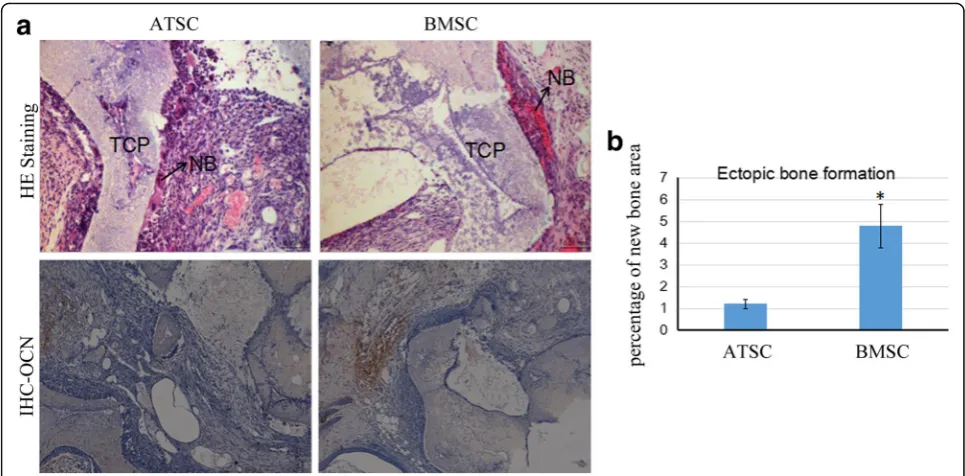 Fig. 7 ATSCs and BMSCs enhanced calvarial bone repair in nude mice. a X-ray and microCT analysis 3D reconstruction of calvarial bone samples.b MicroCT analysis showed the new bone volume in the BMSC group was significantly increased (*) compared to that of