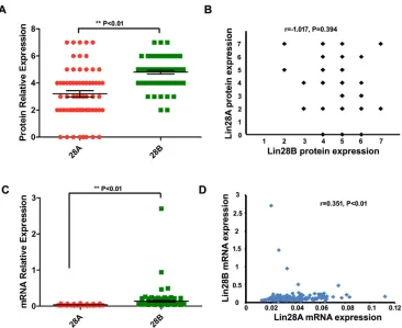 Figure 2: Comparison and correlational analysis of the expression of Lin28A and Lin28B in colon cancer samples