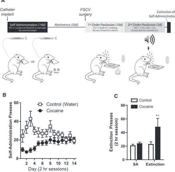 Figure 1. A, Schematic of task phases. Self-administration sessions were 2 h per day for 14 d