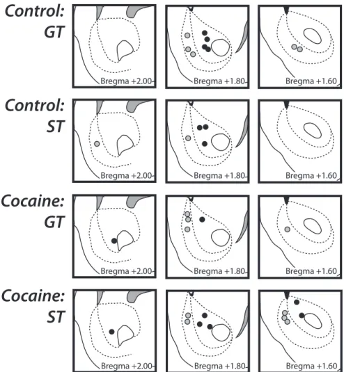 Figure 3. Histological electrode placement for valid FSCV recordings. Black circles indicate core placements; gray circles indicate shell placements.