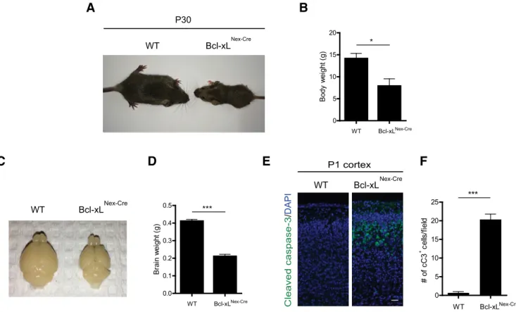 Figure 7. Loss of Bcl-xL selectively in postmitotic neurons results in reduced body and brain weights and cell death in the upper regions of the cortex