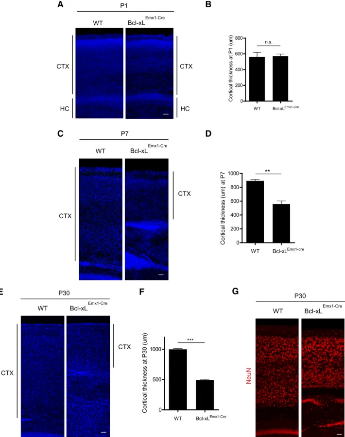 Figure 2. Bcl-xL deletion in the brain causes a reduction in cortical thickness by P30