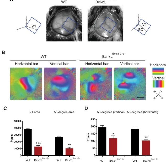 Figure 5. Loss of Bcl-xL leads to a smaller but functional retinotopic map in the visual cortex