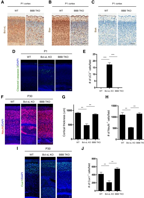 Figure 6. The apoptotic cell death and microcephaly in Bcl-xL Emx1–Cre mice can be rescued with codeletion of Bax and Bak