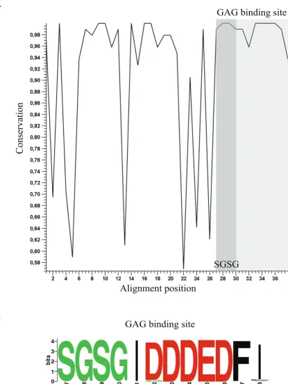 Figure 3Amino acid sequence conservationAmino acid sequence conservation. A) Line plot displaying the level of conservation at each position of the alignment of the 95 species analyzed (dark gray box, location of SGSG motif; light gray box, GAG binding sit
