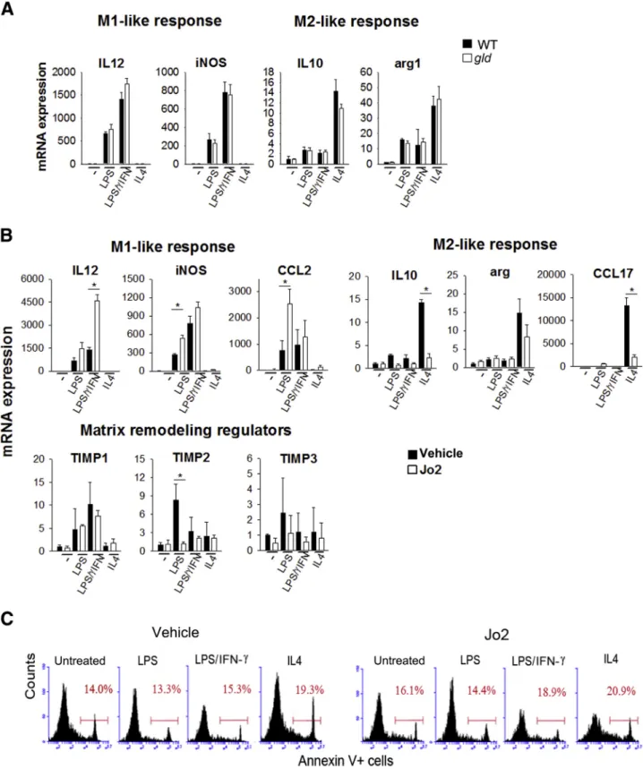 Figure 6 Polarization of BMDMs in vitro. Naive BMDMs from WT mice were obtained as described in Materials and Methods