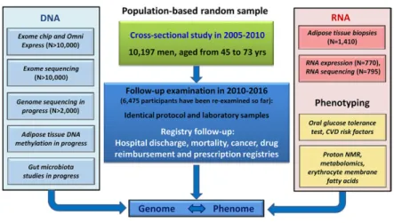 Fig. 1.  Description of the cross-sectional and longi- longi-tudinal  METSIM  study.  The  cross-sectional  study   in-cluded 10,197 Finnish men, aged from 45 to 73 years. 